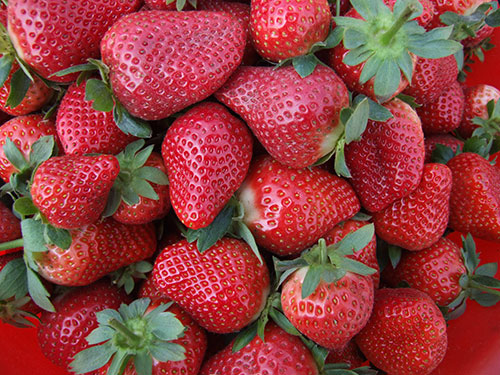 水果配送－草莓