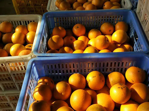 水果配送－冰糖橙