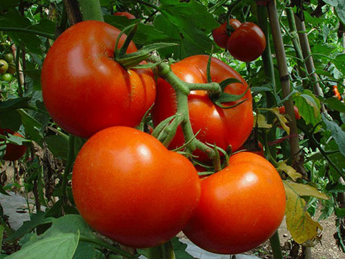 西红柿种植基地