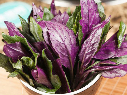 紫贝菜